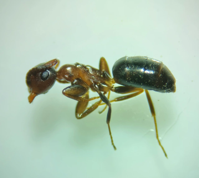 Colobopsis truncata - kapushangya