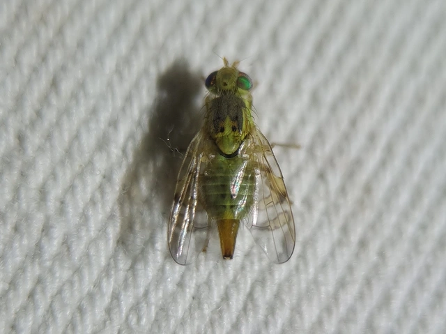 Tephritidae - fúrólégyfélék