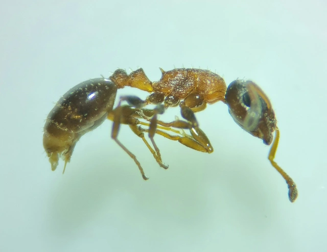 Temnothorax jailensis - fényesfejű kéreghangya