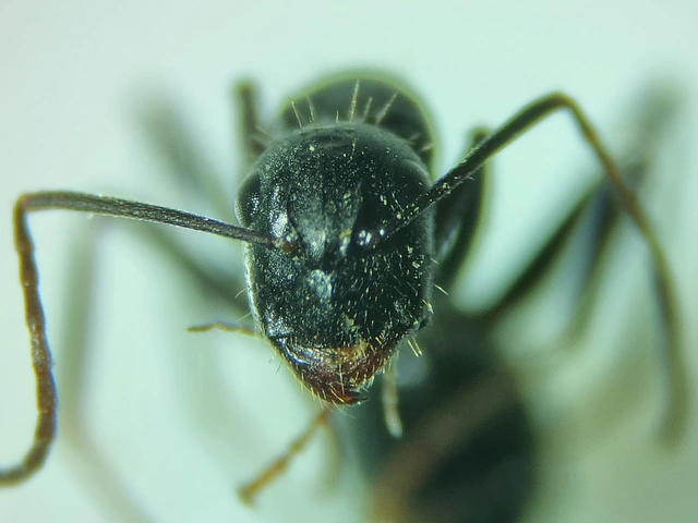 Camponotus aethiops - szőrös lóhangya