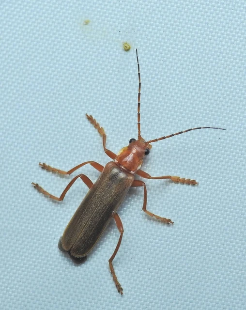 Cantharis
