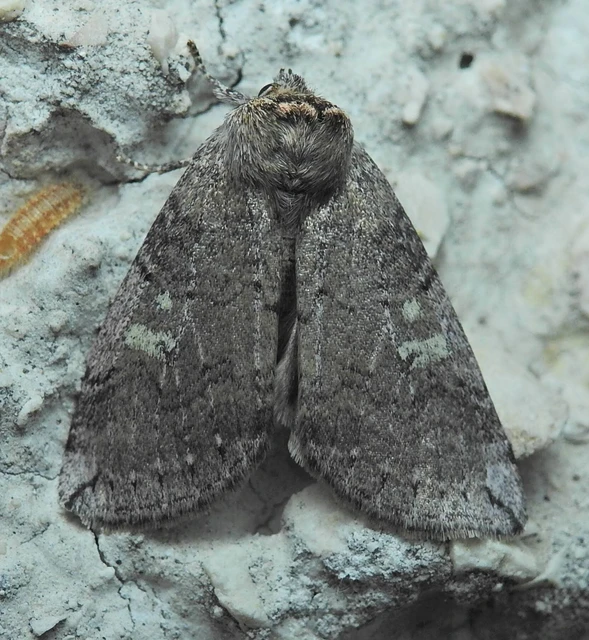 Tethea or - bélyeges pihésszövő