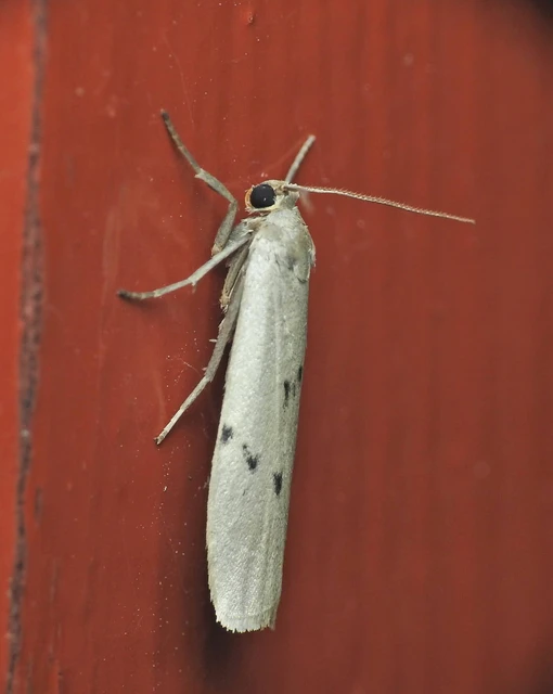 Pelosia muscerda - hamvas zuzmószövő