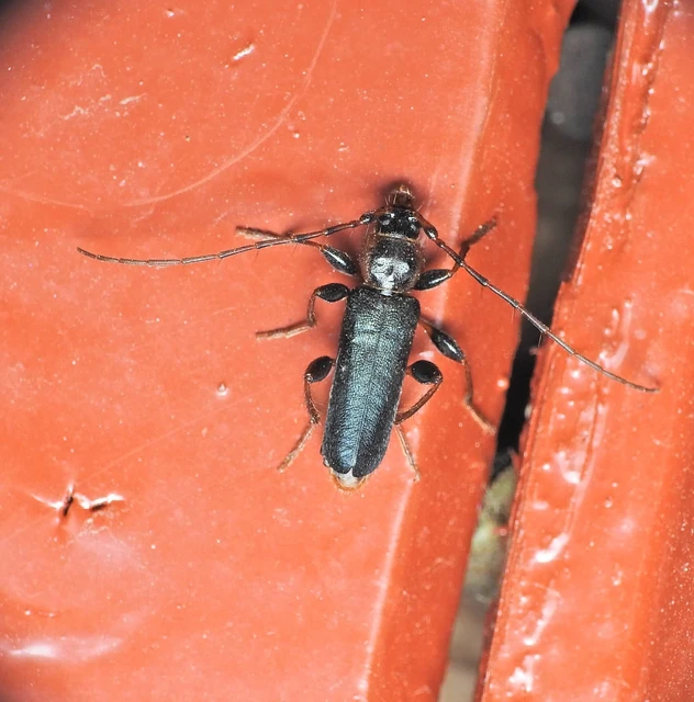 Phymatodes testaceus - változékony korongcincér Phymatodes testaceus - változékony korongcincér