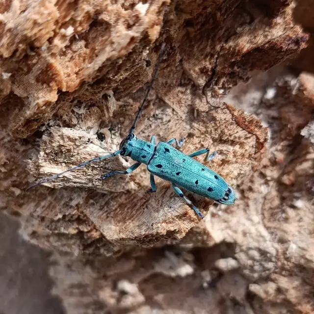 Saperda octopunctata - nyolcpontos cincér