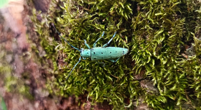 Saperda octopunctata - nyolcpontos cincér
