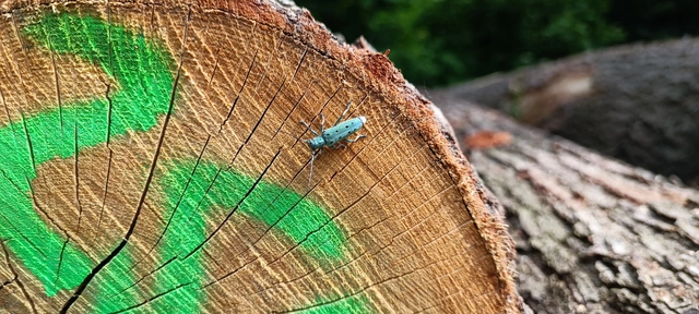 Saperda octopunctata - nyolcpontos cincér