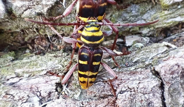 Plagionotus detritus - sárgafarú darázscincér