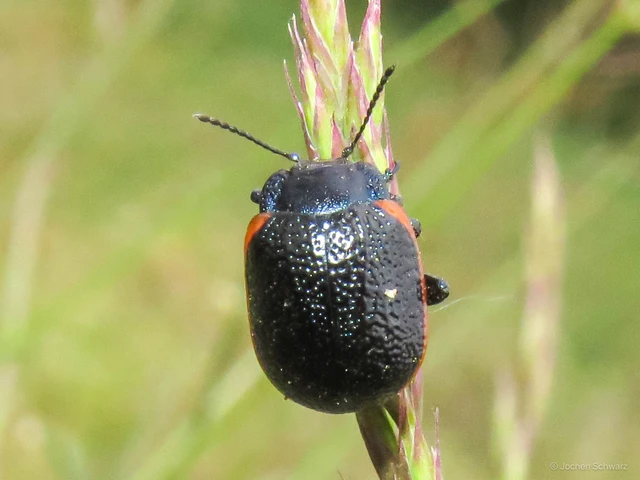 Chrysolina kuesteri - ráncos szegélyeslevelész