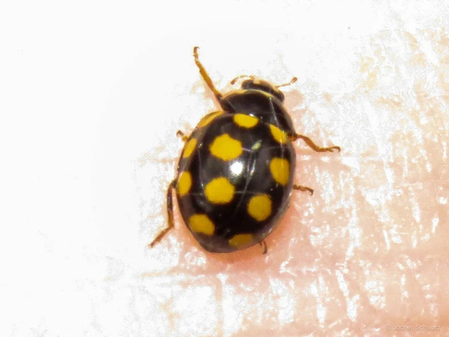 Coccinula quatuordecimpustulata - feketesárga katóka