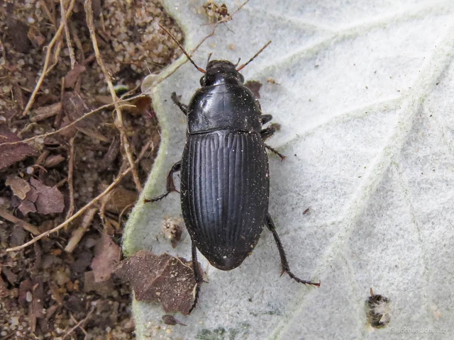 Harpalus serripes - fekete lomhafutó