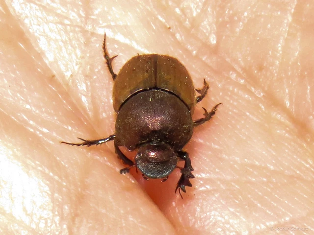Onthophagus coenobita - rezes trágyatúró
