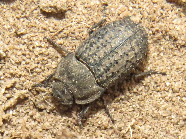 Opatrum sabulosum - sároshátú gyászbogár