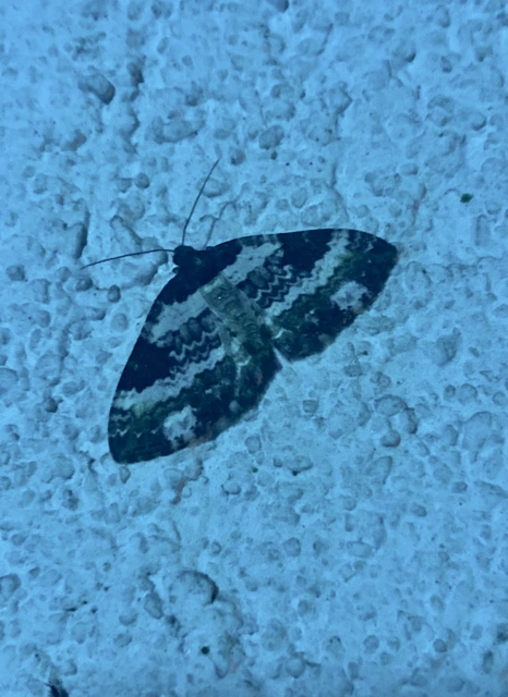 Melanthia procellata - hullámos tarkaaraszoló