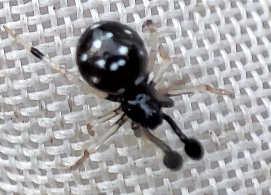 Neottiura suaveolens