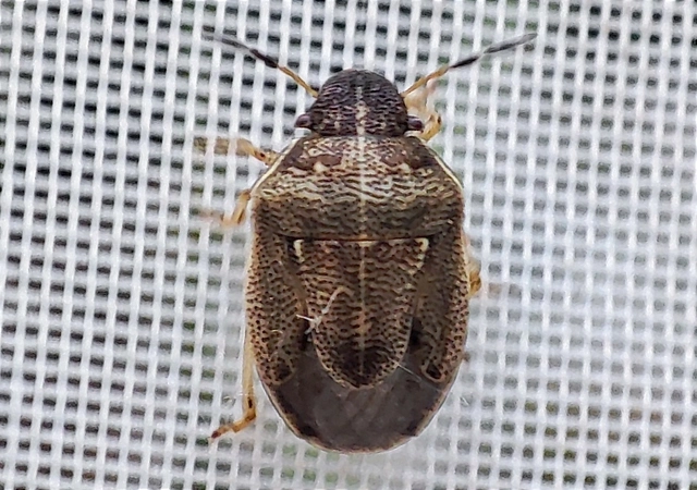 Neottiglossa pusilla - feketehasú címerespoloska Neottiglossa pusilla - feketehasú címerespoloska