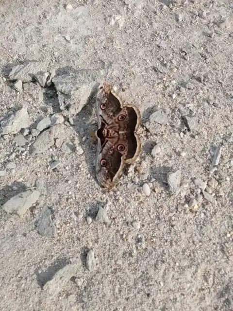 Saturnia pyri - nagy pávaszem