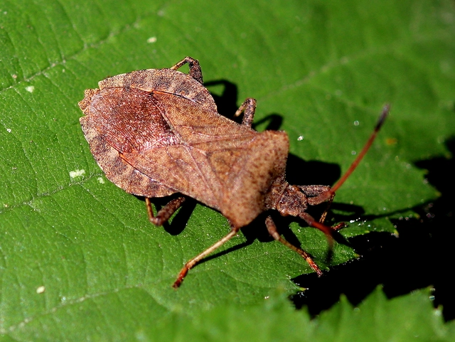 Coreus marginatus - közönséges karimáspoloska