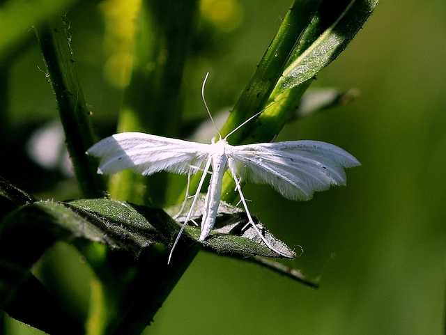 Pterophorus pentadactyla - fehér tollasmoly