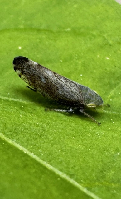 Fieberiella florii