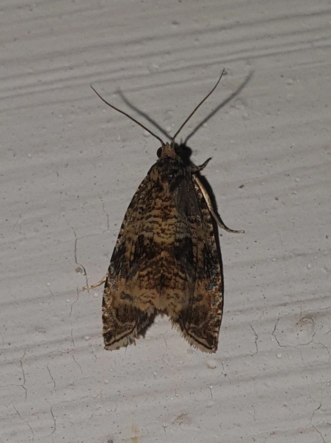 Celypha lacunana - vízparti tükrösmoly