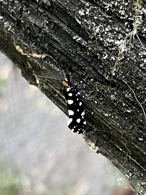 Euplocamus anthracinalis - fésűscsápú korhadékmoly