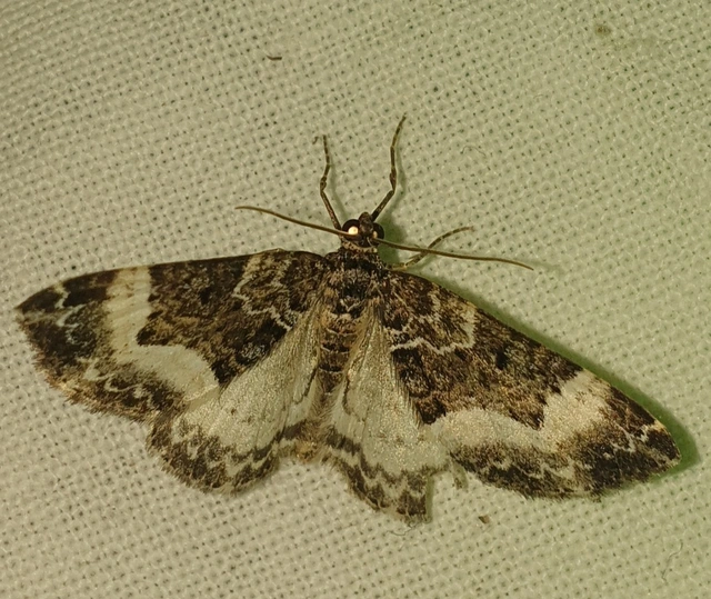 Euphyia unangulata - fogassávú tarkaaraszoló