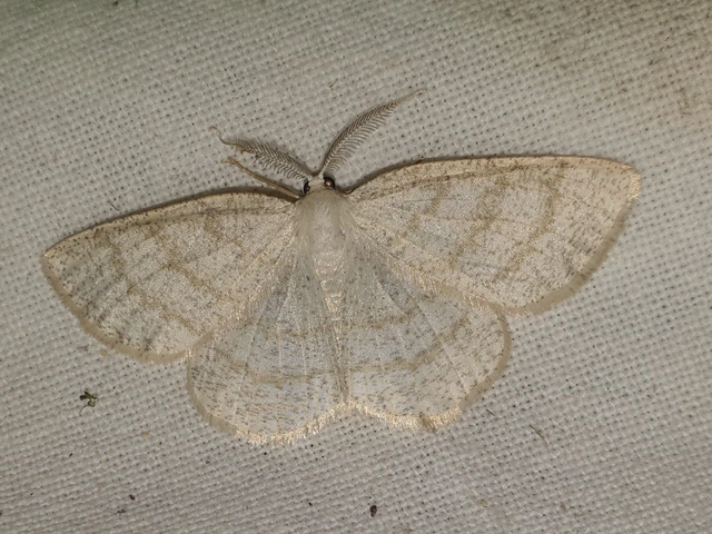Cabera exanthemata - pettyes égeraraszoló