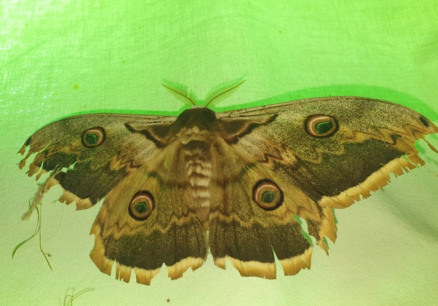 Saturnia pyri - nagy pávaszem