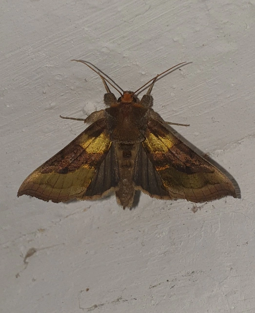 Diachrysia chrysitis - aranybagoly