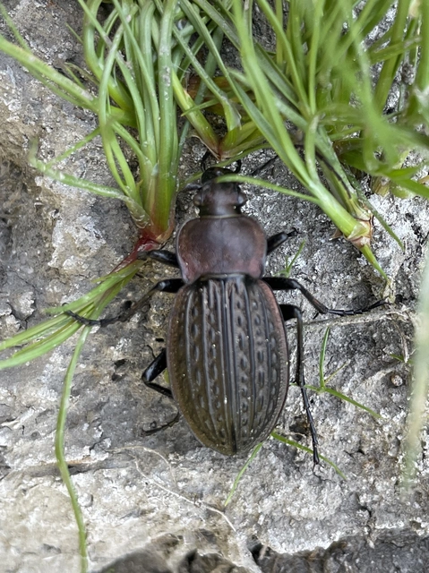 Carabus cancellatus - ragyás futrinka