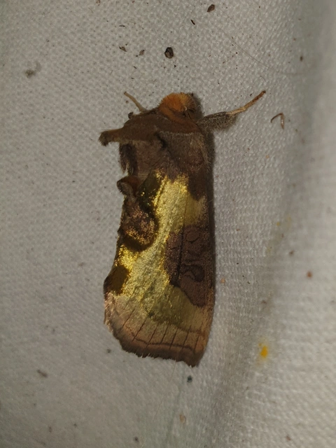 Diachrysia chrysitis - aranybagoly