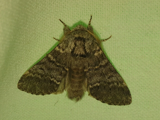 Drymonia ruficornis - cserfa-púposszövő