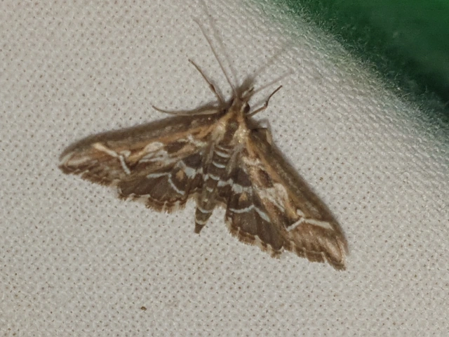 Diasemia reticularis - betűmintás tűzmoly