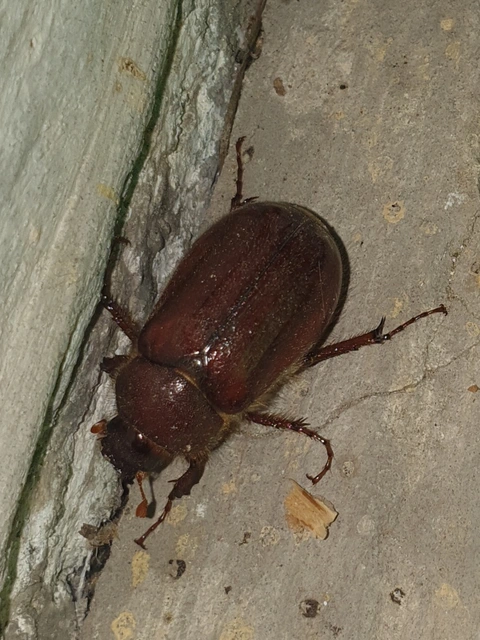 Holochelus aequinoctialis - tavaszeleji cserebogár