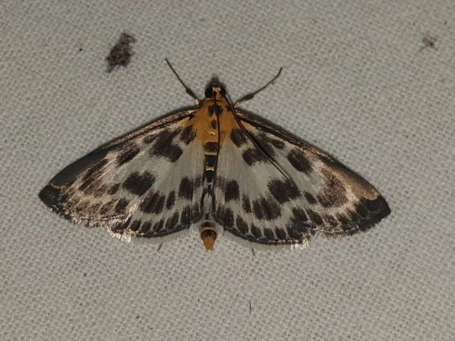 Anania hortulata - tarka csalánmoly