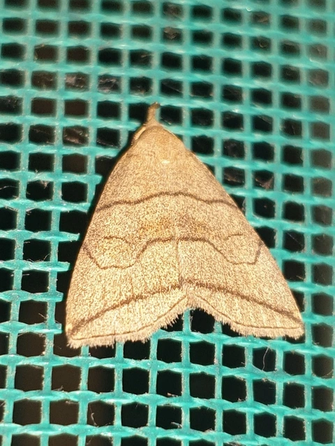 Herminia grisealis - ligeti karcsúbagoly