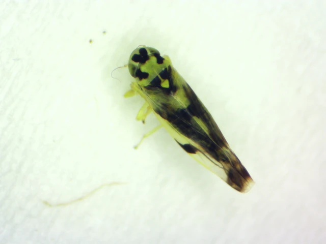 Eupteryx