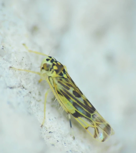 Eupteryx