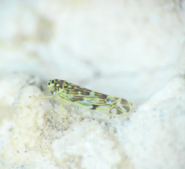 Eupteryx