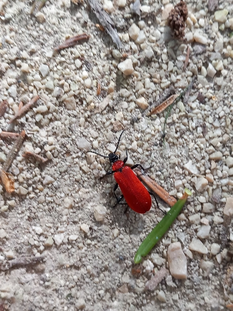 Pyrochroa coccinea - nagy bíborbogár