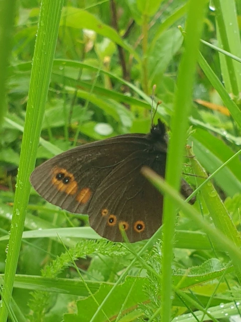Erebia medusa - tavaszi szerecsenlepke