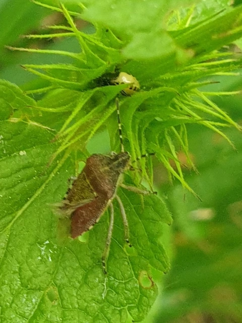 Dolycoris baccarum - közönséges bogyómászó-poloska