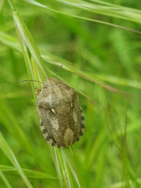 Eurygaster