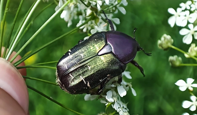 Cetonia aurata - aranyos virágbogár