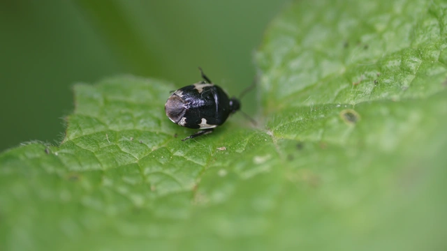 Tritomegas