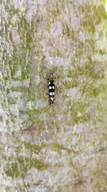 Euplocamus anthracinalis - fésűscsápú korhadékmoly