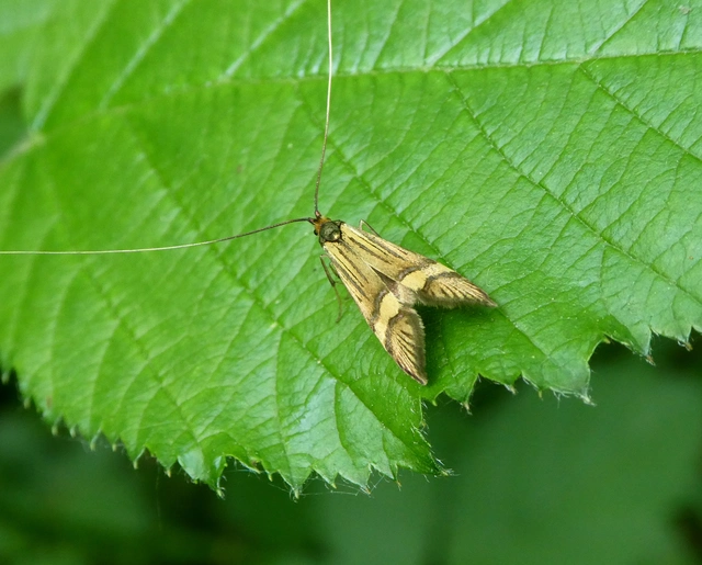 Nemophora degeerella - pompás tőrösmoly