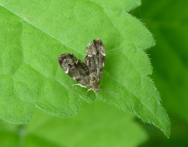Anthophila fabriciana - lápréti levélmoly