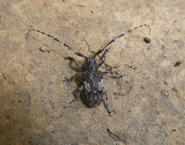 Mesosa nebulosa - ködfoltos cincér
